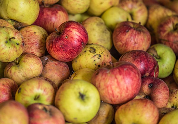 Publicada la convocatoria de ayudas para el cultivo de manzanos para sidra