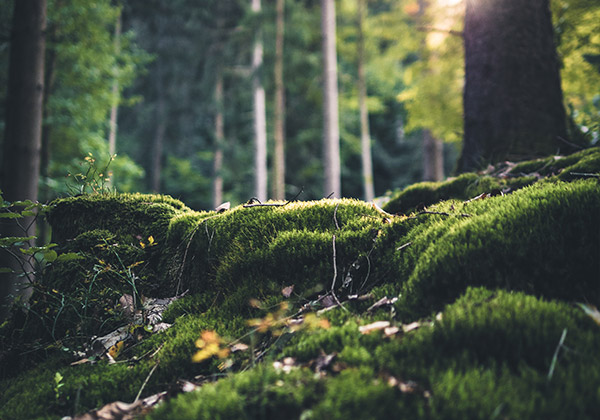 Hemos publicado las bases reguladoras y convocatoria de 2024 de las ayudas para el mantenimiento, mejora y desarrollo de los bosques.