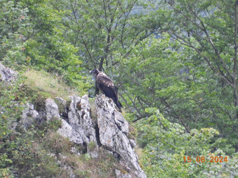 Quebrantahuesos en Aralar